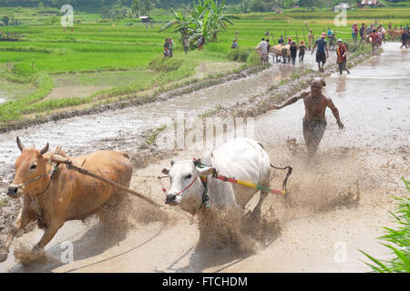 Batusangkar, West-Sumatra, Indonesien. 19. März 2016. BATUSANGKAR, Indonesien - 19 März: Ein Jockey spornt die Kühe während Pacu Jawi oder Kuh-Rennen am 19. März 2016 in Batusangkar, West-Sumatra, Indonesien. Pacu Jawi oder traditionelle Kuh racing ist in schlammigen Reisfeldern bis zum Ende der Erntezeit feiern von den West-Sumatra Menschen jährlich. © Sijori Bilder/ZUMA Draht/Alamy Live-Nachrichten Stockfoto