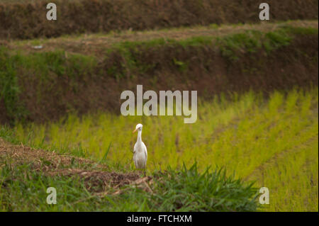 Payakumbuh, Indien. 26. März 2016. Egretta Alba wieder Reisfelder auf Nahrungssuche im Bezirk Tanah Datar, West-Sumatra, Indonesien. © Adi Sudarto/Riau Bilder/pazifische Presse/Alamy Live News Stockfoto