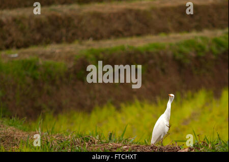 Payakumbuh, Indien. 26. März 2016. Egretta Alba wieder Reisfelder auf Nahrungssuche im Bezirk Tanah Datar, West-Sumatra, Indonesien. © Adi Sudarto/Riau Bilder/pazifische Presse/Alamy Live News Stockfoto