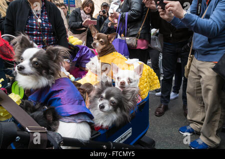 Kleine Hunde voller Kinderwagen / Chihuahuas gekleidet in bunten Mänteln am jährlichen Easter Parade und Motorhaube-Festival in New York City Stockfoto