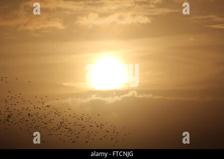 Aberystwyth, Wales, UK. 27. März 2016. UK-Wetter: Ostern Feiertag & eine Pause vor dem Regen, wenn eine riesige Murmuration der Stare Rückkehr bei Sonnenuntergang zum Schlafplatz unter dem Städte aus Gusseisen Pier, Tauchen für Abdeckung mit der bevorstehenden Ankunft des Sturms "Katie" Credit: mike Davies/Alamy Live News Stockfoto