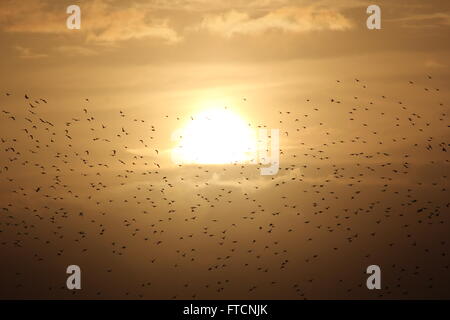 Aberystwyth, Wales, UK. 27. März 2016. UK-Wetter: Ostern Feiertag & eine Pause vor dem Regen, wenn eine riesige Murmuration der Stare Rückkehr bei Sonnenuntergang zum Schlafplatz unter dem Städte aus Gusseisen Pier, Tauchen für Abdeckung mit der bevorstehenden Ankunft des Sturms "Katie" Credit: mike Davies/Alamy Live News Stockfoto