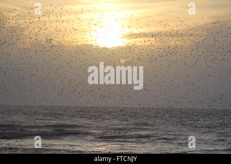 Aberystwyth, Wales, UK. 27. März 2016. UK-Wetter: Ostern Feiertag & eine Pause vor dem Regen, wenn eine riesige Murmuration der Stare Rückkehr bei Sonnenuntergang zum Schlafplatz unter dem Städte aus Gusseisen Pier, Tauchen für Abdeckung mit der bevorstehenden Ankunft des Sturms "Katie" Credit: mike Davies/Alamy Live News Stockfoto