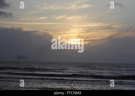 Aberystwyth, Wales, UK. 27. März 2016. UK-Wetter: Ostern Feiertag & eine Pause vor dem Regen, wenn eine riesige Murmuration der Stare Rückkehr bei Sonnenuntergang zum Schlafplatz unter dem Städte aus Gusseisen Pier, Tauchen für Abdeckung mit der bevorstehenden Ankunft des Sturms "Katie" Credit: mike Davies/Alamy Live News Stockfoto