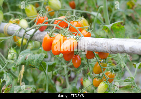 Tomaten hängen am Baum Stockfoto