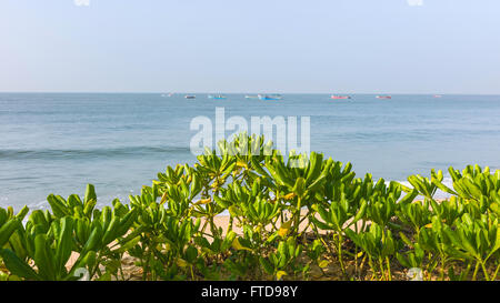 Blick vom Thottada Strand an hellen, sonnigen Tag im Sommer mit grünen Pflanzen und traditionelle Fischerboote, im arabischen Meer. Stockfoto