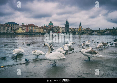 Schwäne in Moldau in Prag Stockfoto