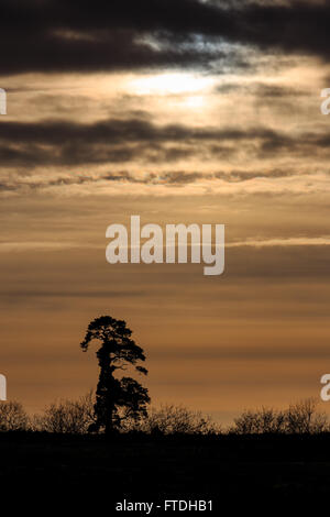 Silhouette eines Baumes bei Sonnenauf- oder Untergang auf Dartmoor Stockfoto