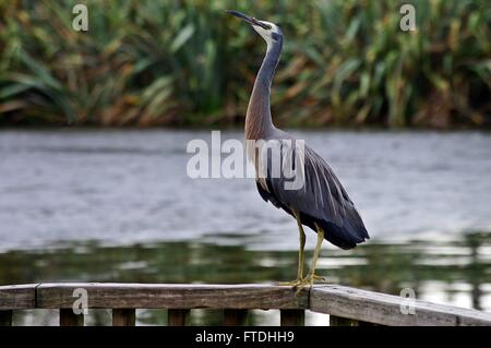 Reiher Stockfoto