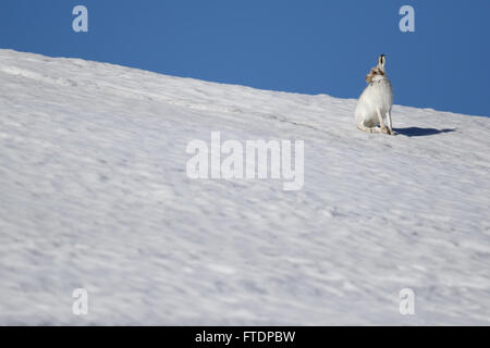 Der Schneehase Hase (Lepus Timidus), auch bekannt als blaue.  Hier zu sehen auf einem schottischen Berg im Schnee Stockfoto