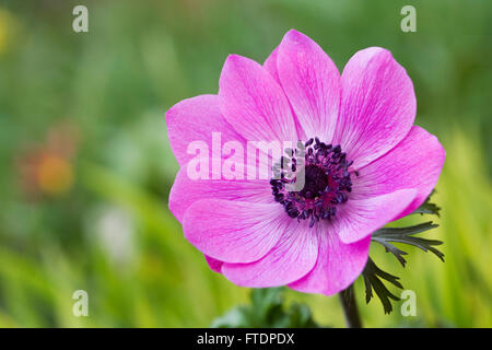 Anemone Harmonie Flower Serie im Frühjahr. Stockfoto