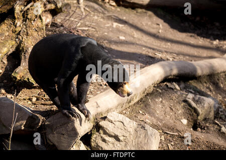 Malaysische Bär bekannt als Sonne (Helarctos Malayanus) Stockfoto