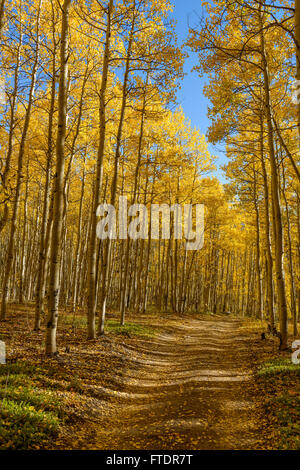 Herbst-Bergweg - ein Schmutz-Berg-Wanderweg durch einen dichten Herbst Espen Hain. Colorado, USA. Stockfoto