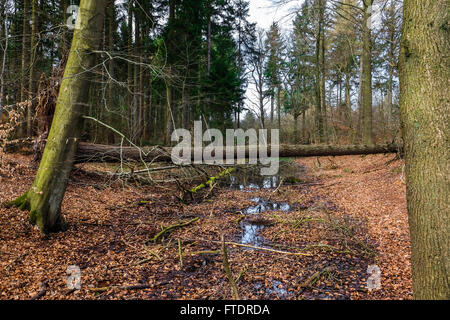 gefallenen Baumstamm arbeitet als eine Brücke über einen Fluss in einem dänischen Wald Stockfoto