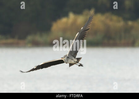 Vorderansicht des Great Blue Heron (Ardea Herodias) Start über Wasser vor der Kamera. See und Ufer auf dem Hintergrund Stockfoto