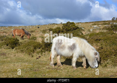 Zwei Dartmoor-Ponys grasen auf dem offenen Moor im frühen Frühling, Dartmoor National Park, Devon, England Stockfoto