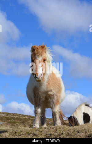 Schwanger Dartmoor Pony im frühen Frühling, Dartmoor National Park, Devon, England Stockfoto