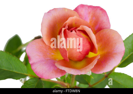 Rose, die isoliert auf weißem Hintergrund Stockfoto