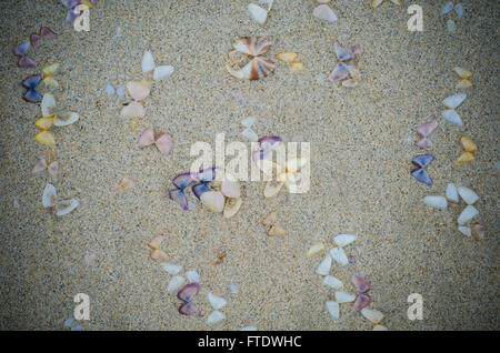 Nassen Strand Sand mit Muscheln Hintergrund Stockfoto