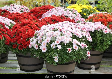 Anzeige der Herbst-Chrysanthemen Stockfoto