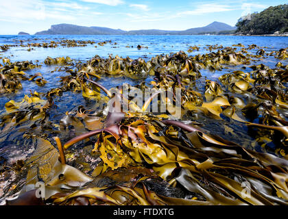 Kelp Algen, Adventure Bay, Bruny Island, Tasmanien, Australien Stockfoto