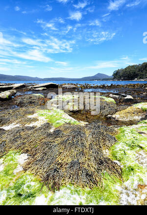 Algen, Adventure Bay, Bruny Island, Tasmanien, Australien Stockfoto