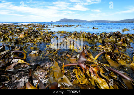 Kelp Algen, Adventure Bay, Bruny Island, Tasmanien, Australien Stockfoto