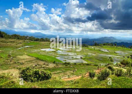 Grünen Reisfeldterrassen in Tana Toraja. Süd-Sulawesi, Indonesien Stockfoto