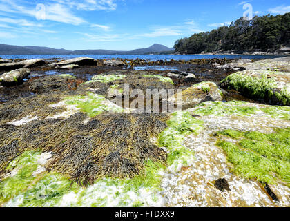 Algen, Adventure Bay, Bruny Island, Tasmanien, Australien Stockfoto