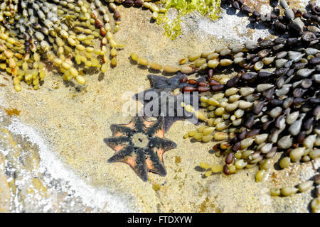 Teppich-Seestern (Patiriella Calcar) und Algen, Adventure Bay, Bruny Island, Tasmanien, Australien Stockfoto