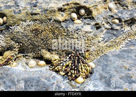 Muscheln und Algen, Adventure Bay, Bruny Island; Tasmanien, Australien Stockfoto