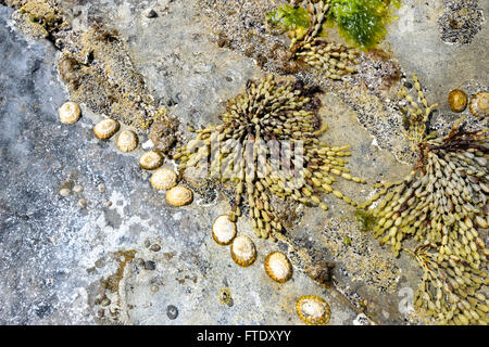 Muscheln und Algen, Adventure Bay, Bruny Island, Tasmanien, Australien Stockfoto