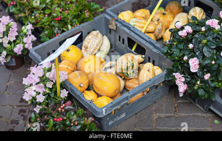 Dekorative Kürbisse und Blumen zum Verkauf an offenen Straßenmarkt Stockfoto
