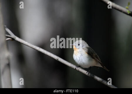 Hockende männliche Red-breasted Fliegenschnäpper (Ficedula Parva) im Frühlingswald. Moscow Region, Russland Stockfoto