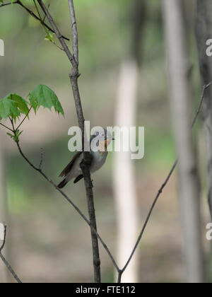 Hockende männliche Red-breasted Fliegenschnäpper (Ficedula Parva) im Frühlingswald. Moscow Region, Russland Stockfoto