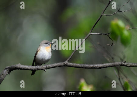 Hockende männliche Red-breasted Fliegenschnäpper (Ficedula Parva) im Frühlingswald. Moscow Region, Russland Stockfoto