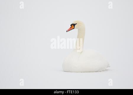 Höckerschwan (Cygnus Olor) sitzen auf dem Eis von einem verschneiten See in Finnland im Winter. Reinen weißen Schnee im Hintergrund. Stockfoto
