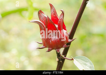 Roselle Stockfoto