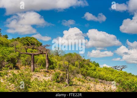 Baobab-Bäume in Madagaskar Stockfoto