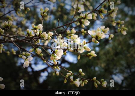 Schöne weiße Blüten. Frühling-Vibes. Saisonale Kollektion Stockfoto