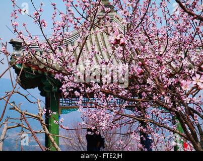 Paar in einer Pagode und Cherry Blossom Blumen im Hintergrund Stockfoto