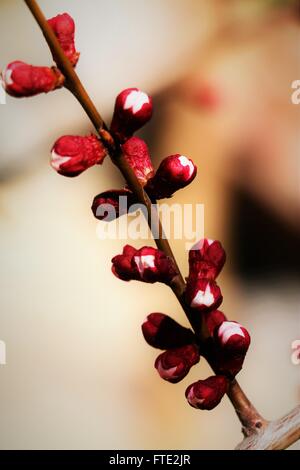 Nahaufnahme von Cherry Blossom Knospen. Stockfoto