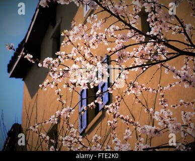 Gelbe Wand und Kirschblüten im Frühling. Stockfoto