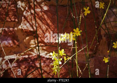 Gelben Blüten gegen orange Wand. Stockfoto