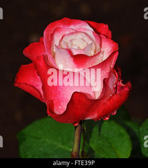 Nahaufnahme der Rose auf schwarzem Hintergrund Stockfoto