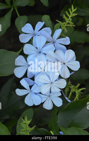 Nahaufnahme von Graphit Blumen Stockfoto