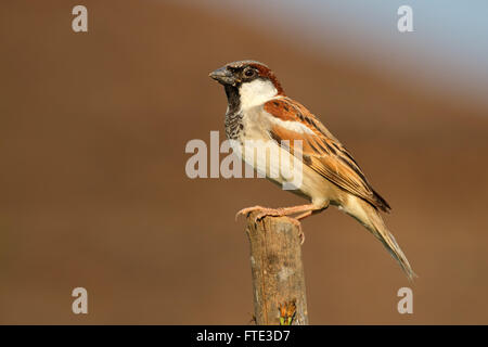 Männliche indische Haussperling (Passer Domesticus) thront auf einem Ast Stockfoto