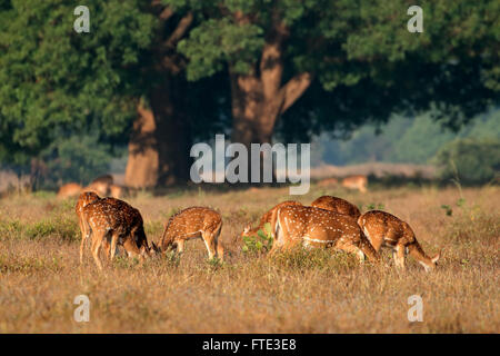 Gruppe der gefleckte Rehe oder chital (Axis Axis) im natürlichen Lebensraum, Kanha Nationalpark, Indien Stockfoto