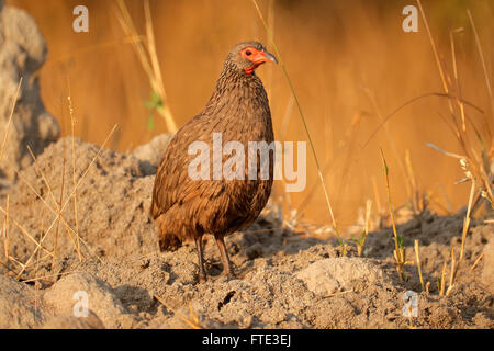 Swainsons Spurfowl (Pternistis Swainsonii) im natürlichen Lebensraum, Südafrika Stockfoto