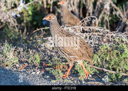 Ein rot-necked Spurfowl, auch genannt, ein rot-necked Francolin, Pternistis Afer, Wandern Stockfoto